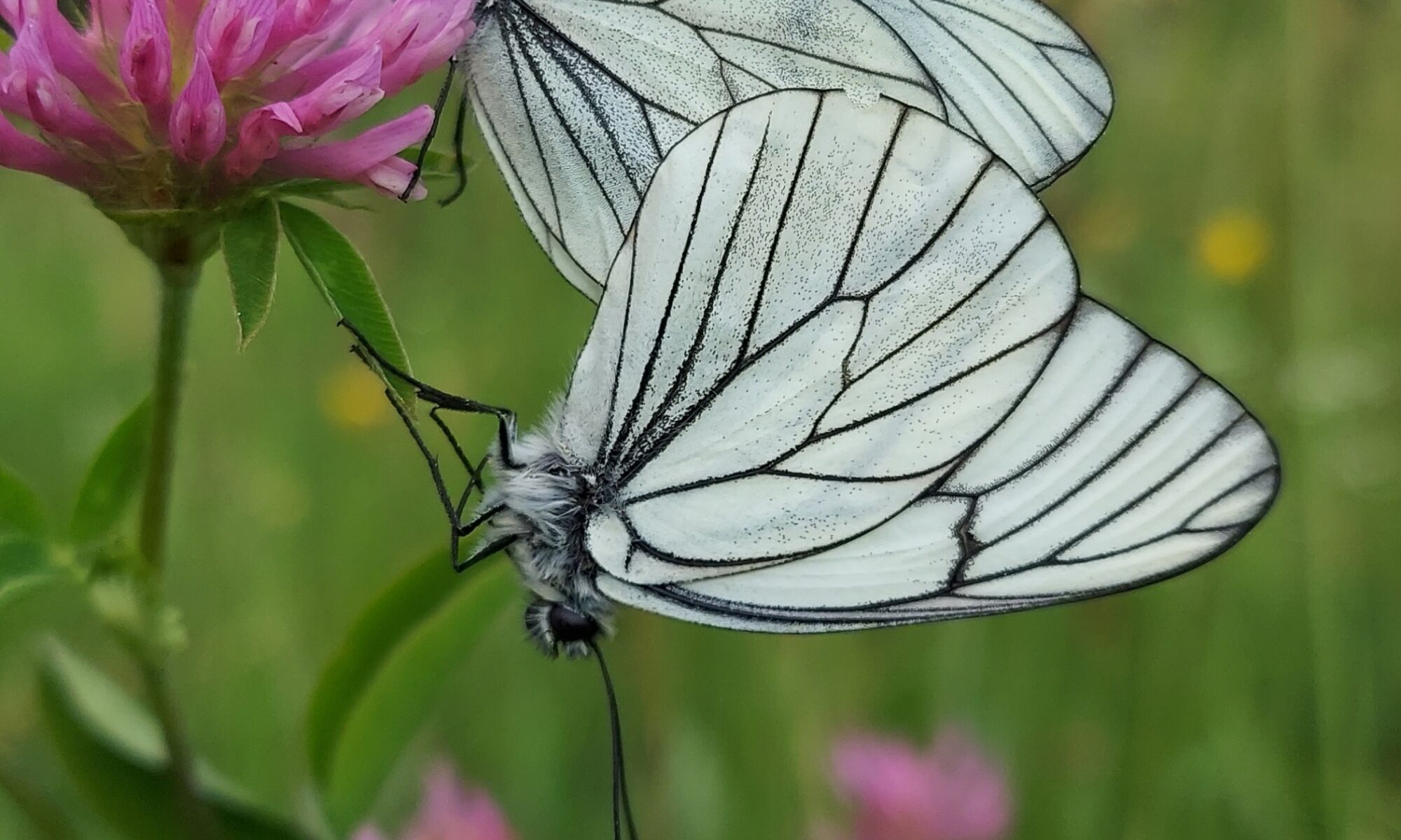 Dwa motyle na kwiecie koniczyny – makro fotografia w naturalnym świetle