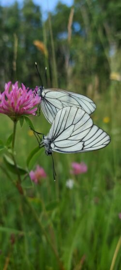 Dwa motyle na kwiecie koniczyny – makro fotografia w naturalnym świetle