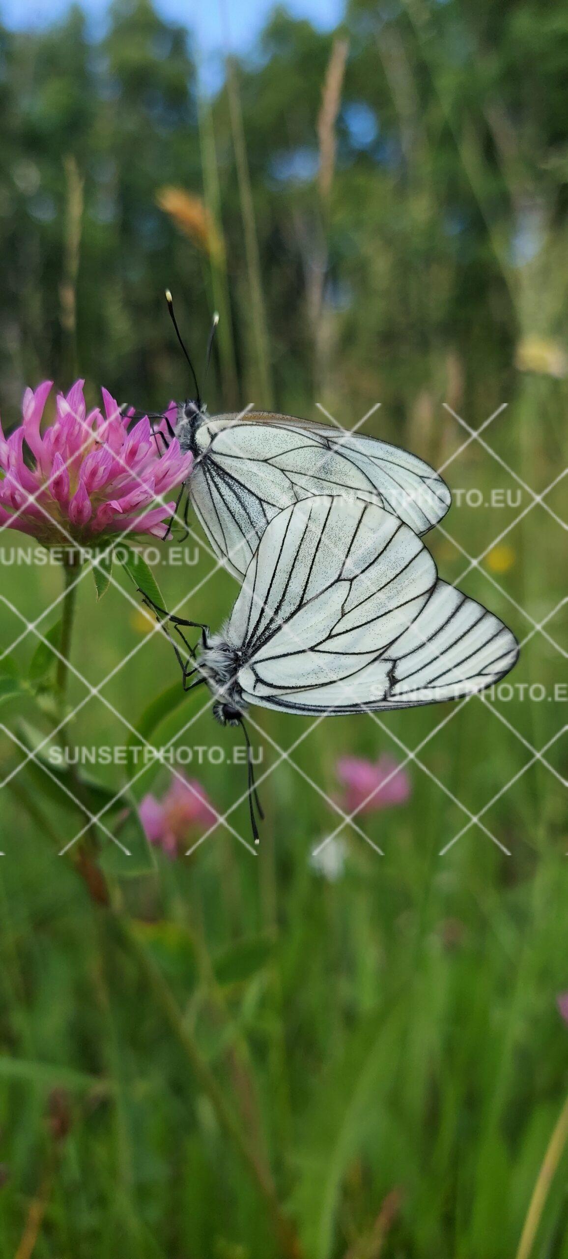 Dwa motyle na kwiecie koniczyny – makro fotografia w naturalnym świetle