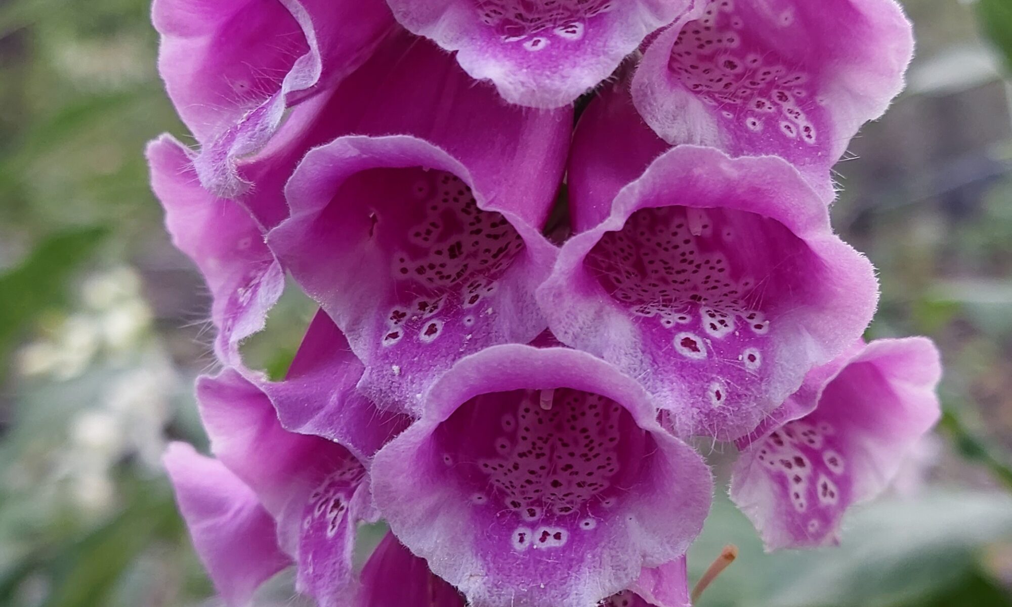 Kwitnąca naparstnica purpurowa w lesie – makro fotografia