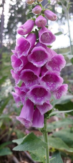 Kwitnąca naparstnica purpurowa w lesie – makro fotografia