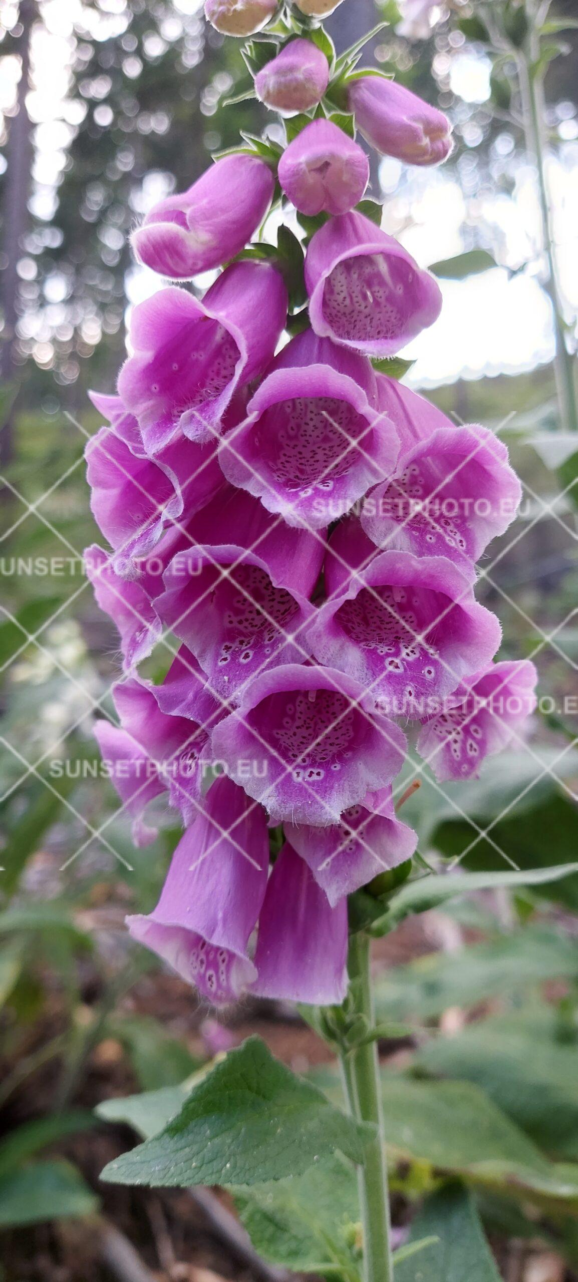 Kwitnąca naparstnica purpurowa w lesie – makro fotografia